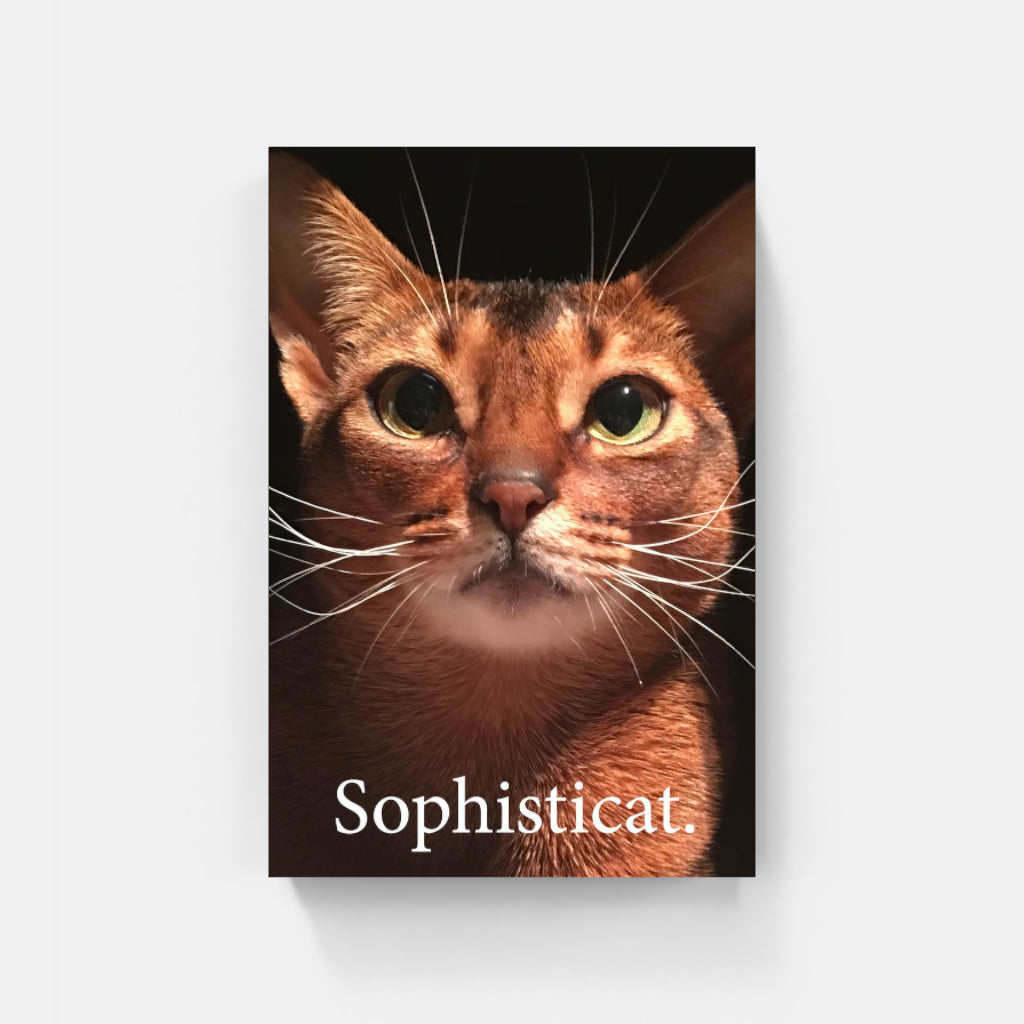 Sophisticat poster