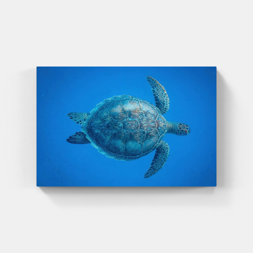 Turtle poster