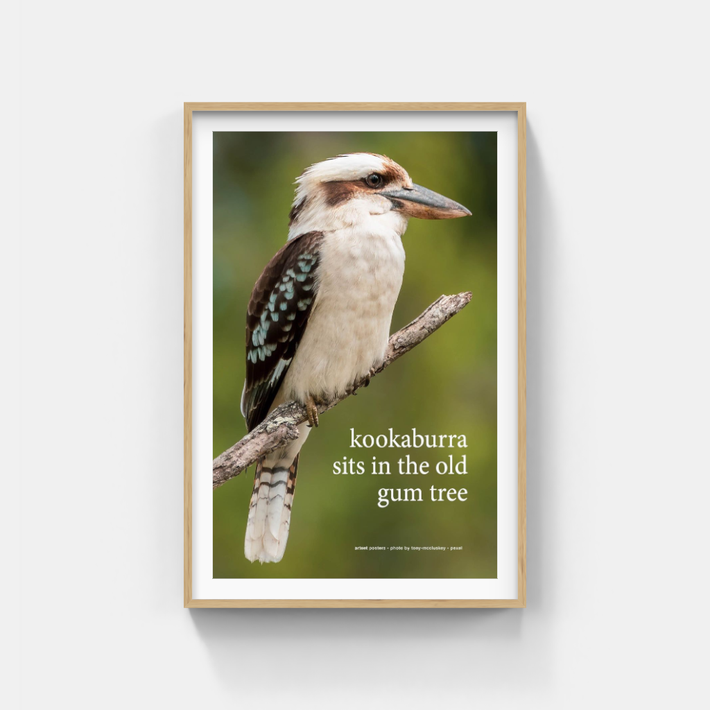 Kookaburra sits in the Old Gum Tree poster