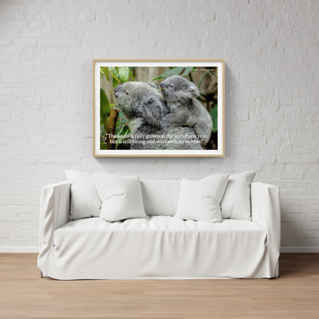 Koala poster