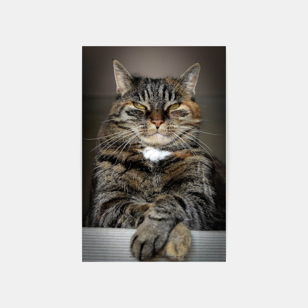 Master of the Universe cat poster