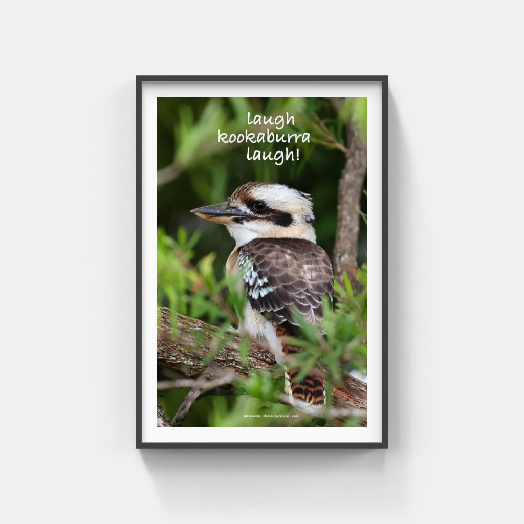 Laugh Kookaburra Laugh poster