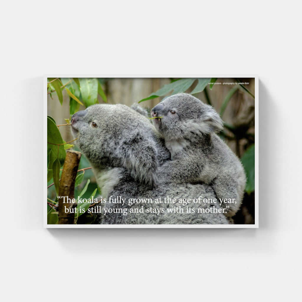 Koala poster