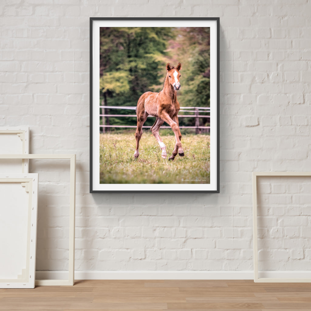 Foal poster