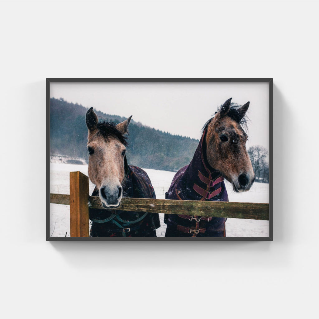 Snow Horses poster