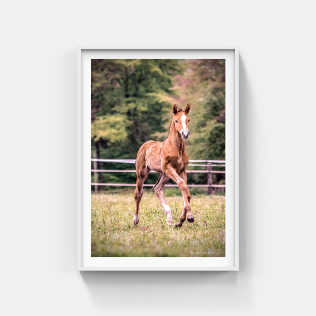 Foal poster