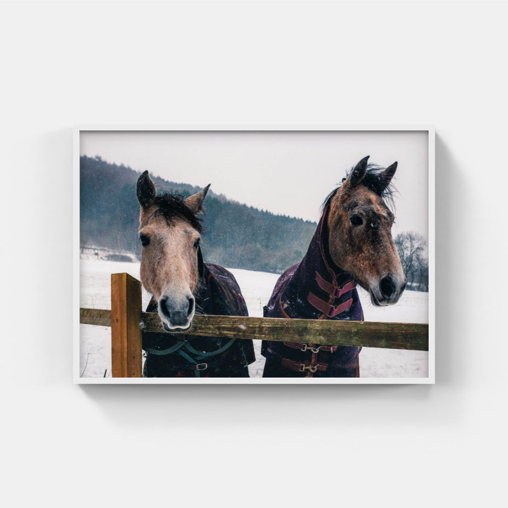Snow Horses poster