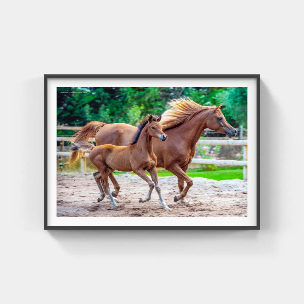 Mother and Foal poster