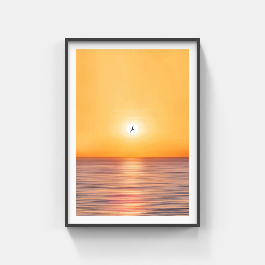 Seagull over Sorrento poster