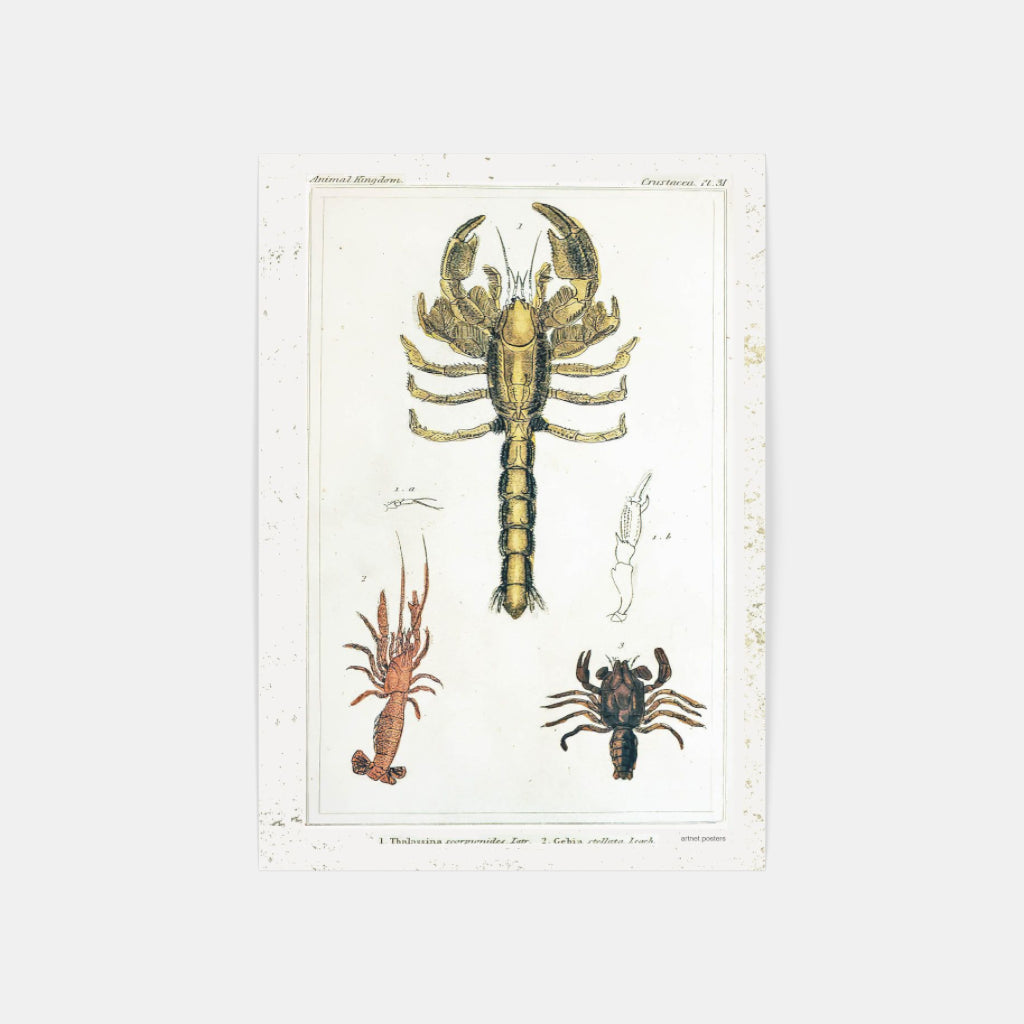 Vintage Crustaceans retro poster