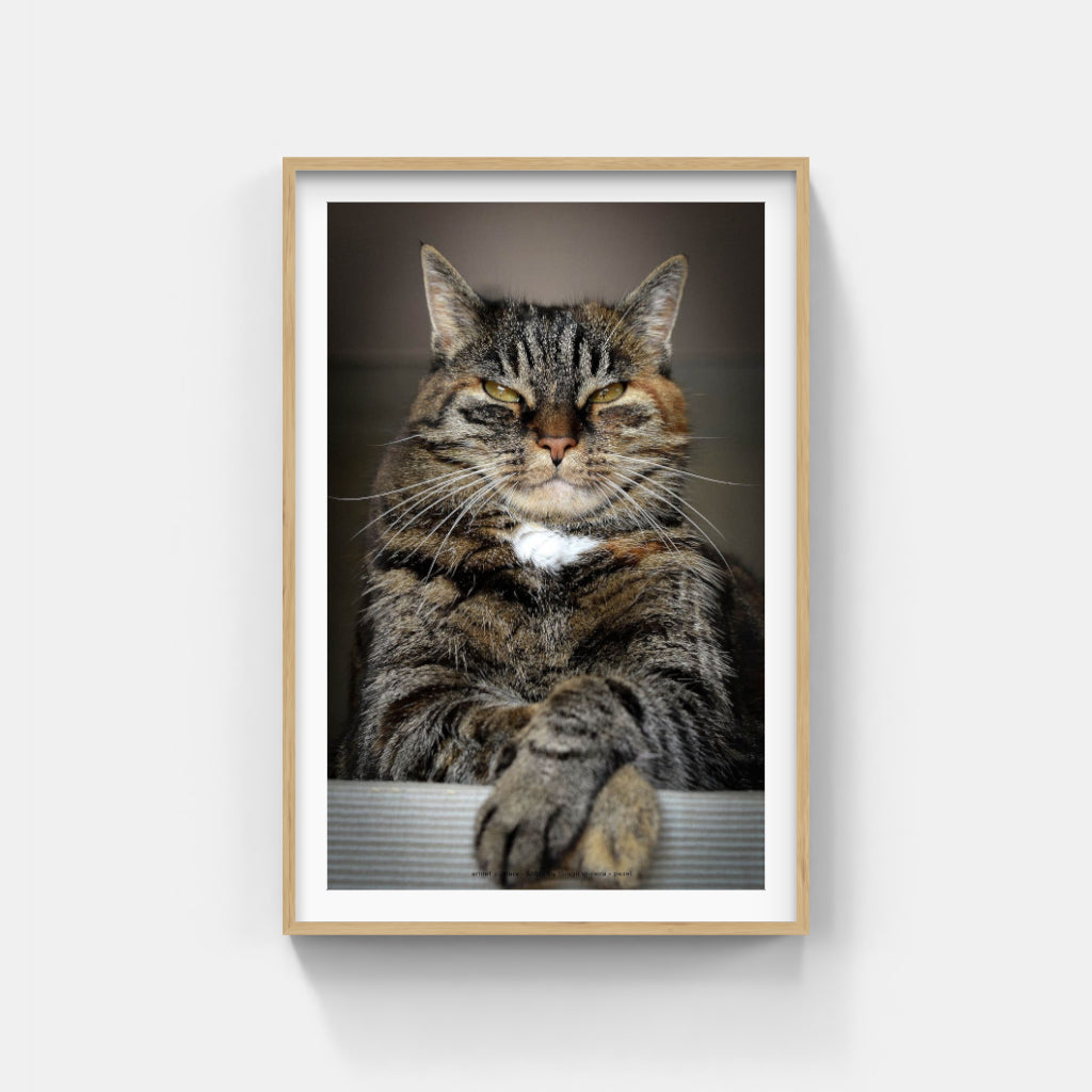 Master of the Universe cat poster