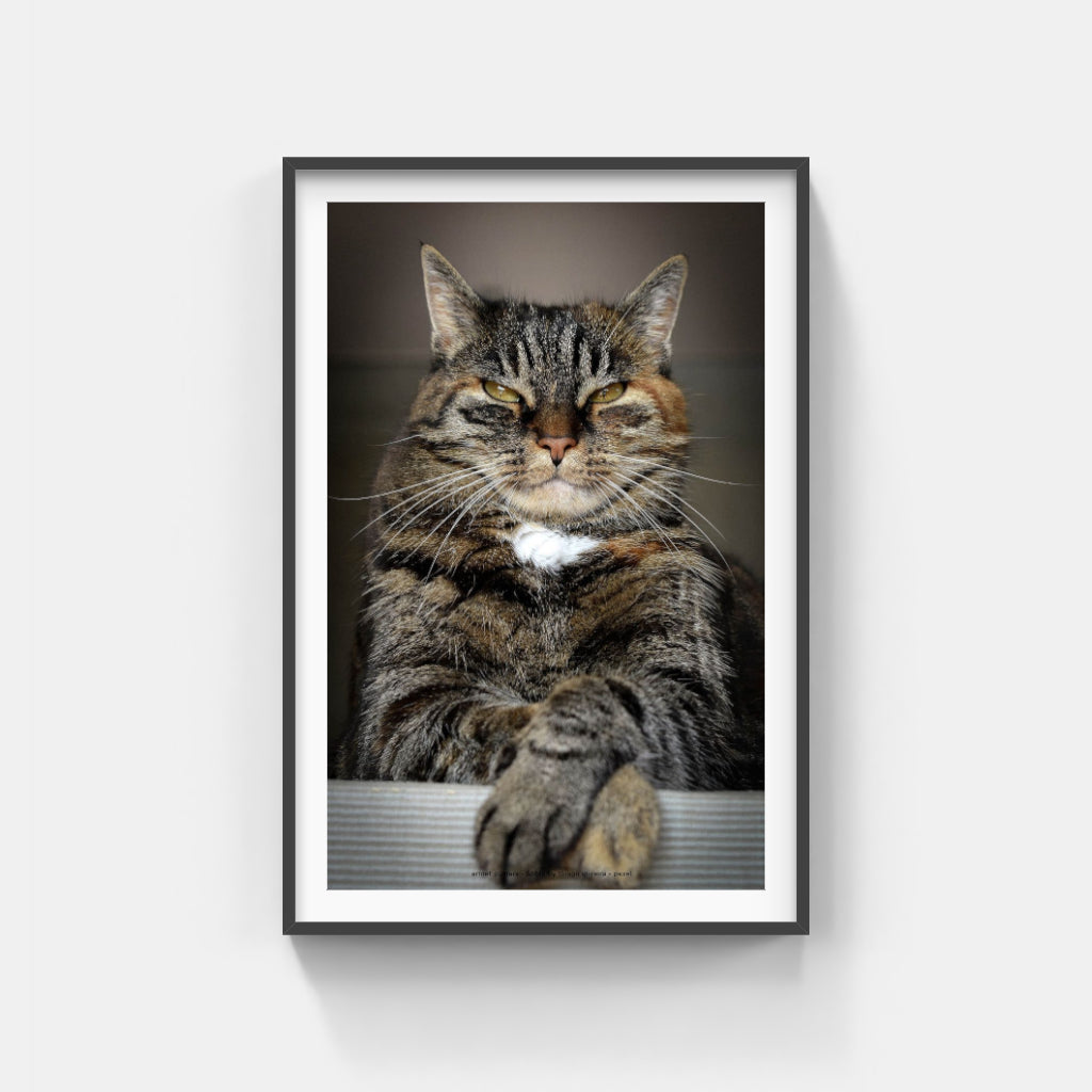 Master of the Universe cat poster
