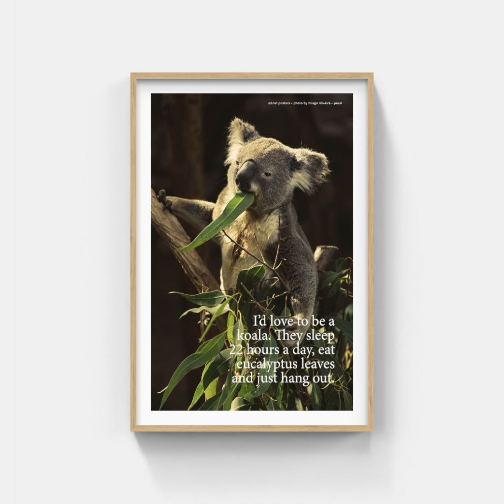 Koala poster