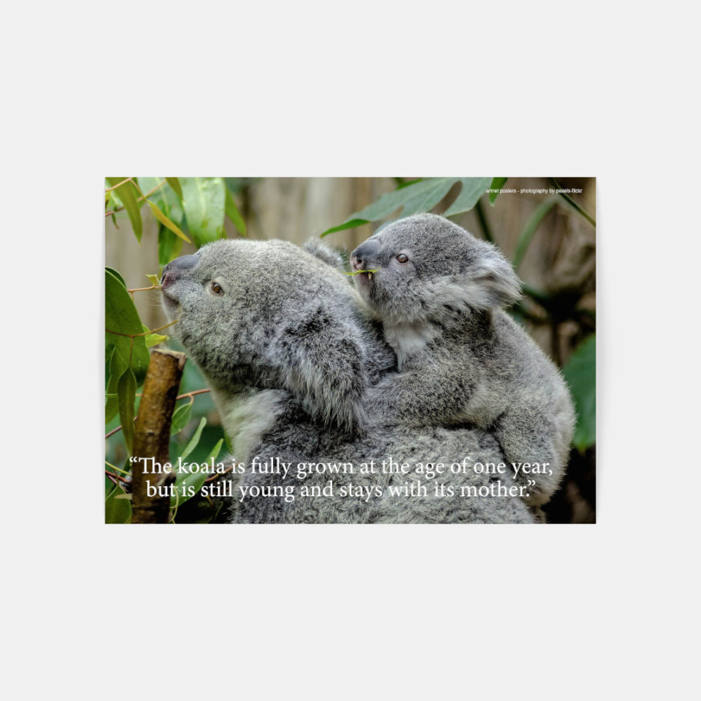 Koala poster