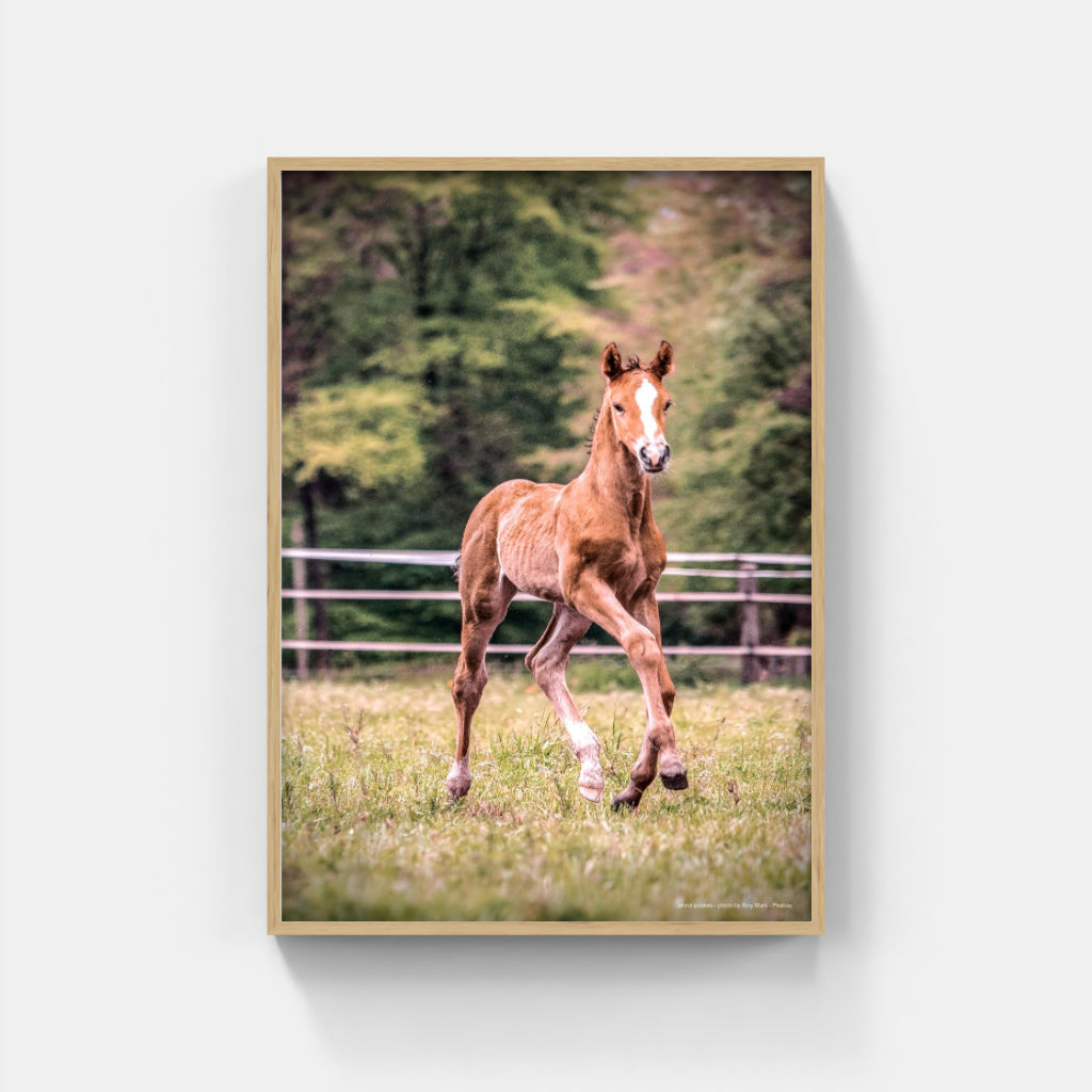 Foal poster