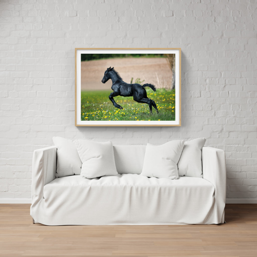 Black Foal poster