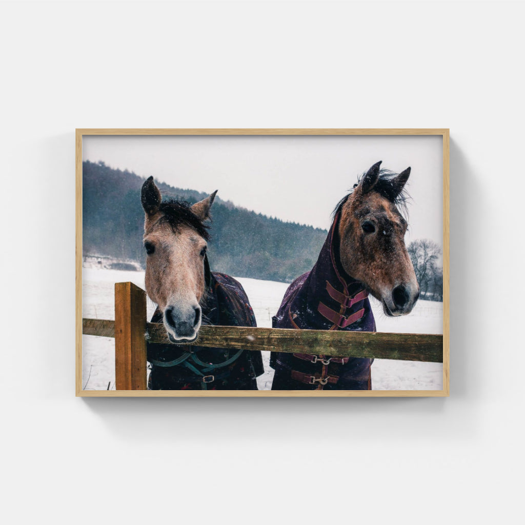 Snow Horses poster