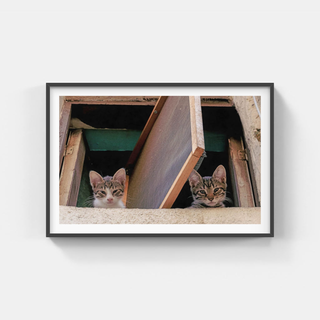Kittens in a Window poster