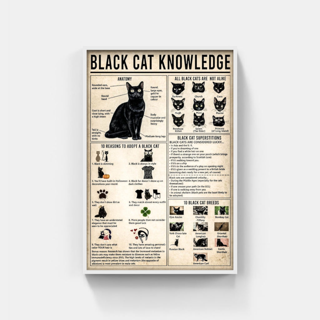 Black Cat Knowledge poster