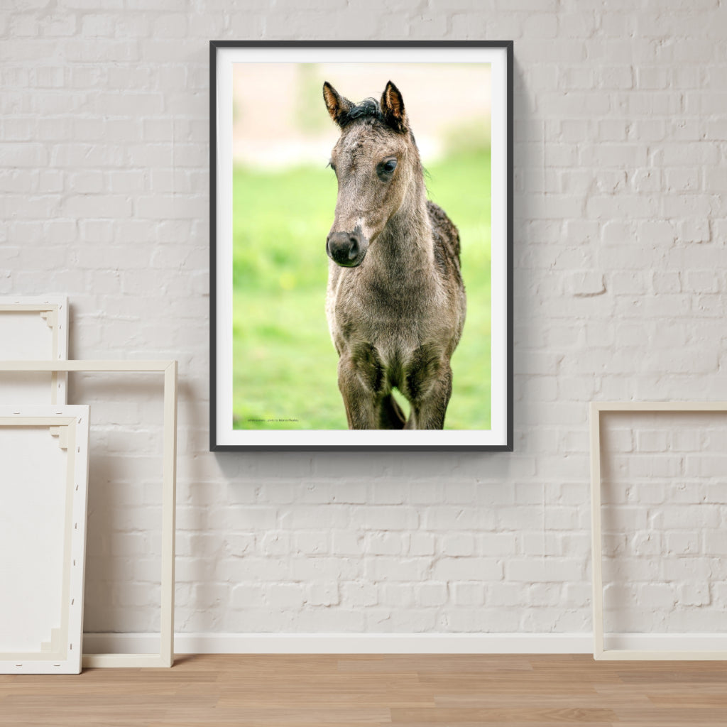 Foal poster