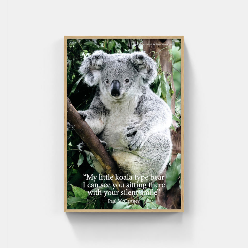 Koala poster