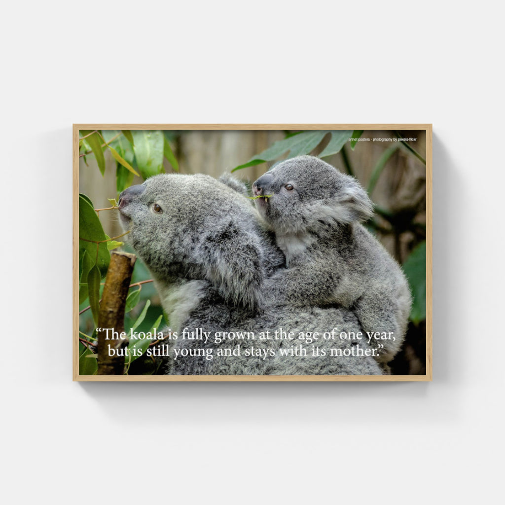 Koala poster