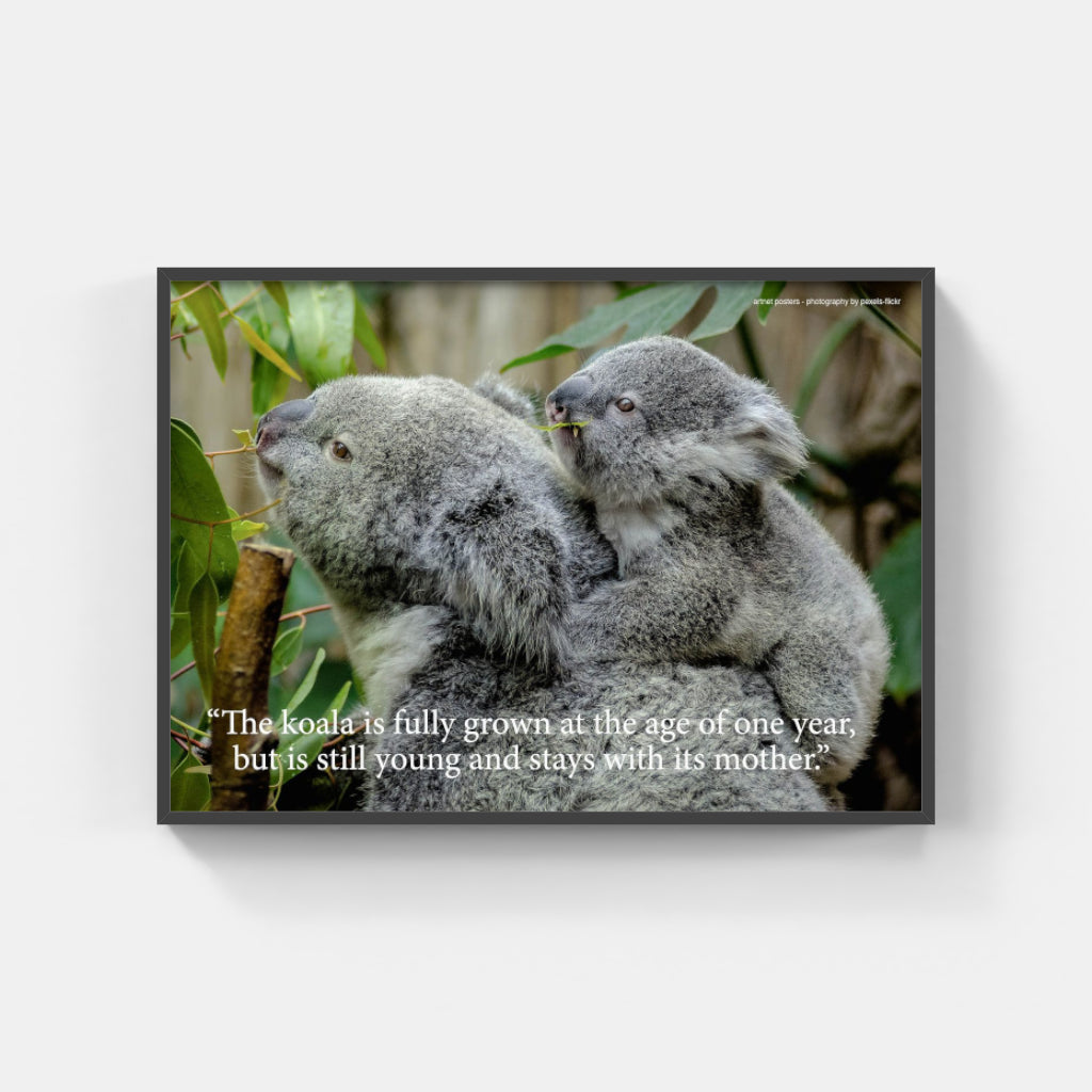 Koala poster