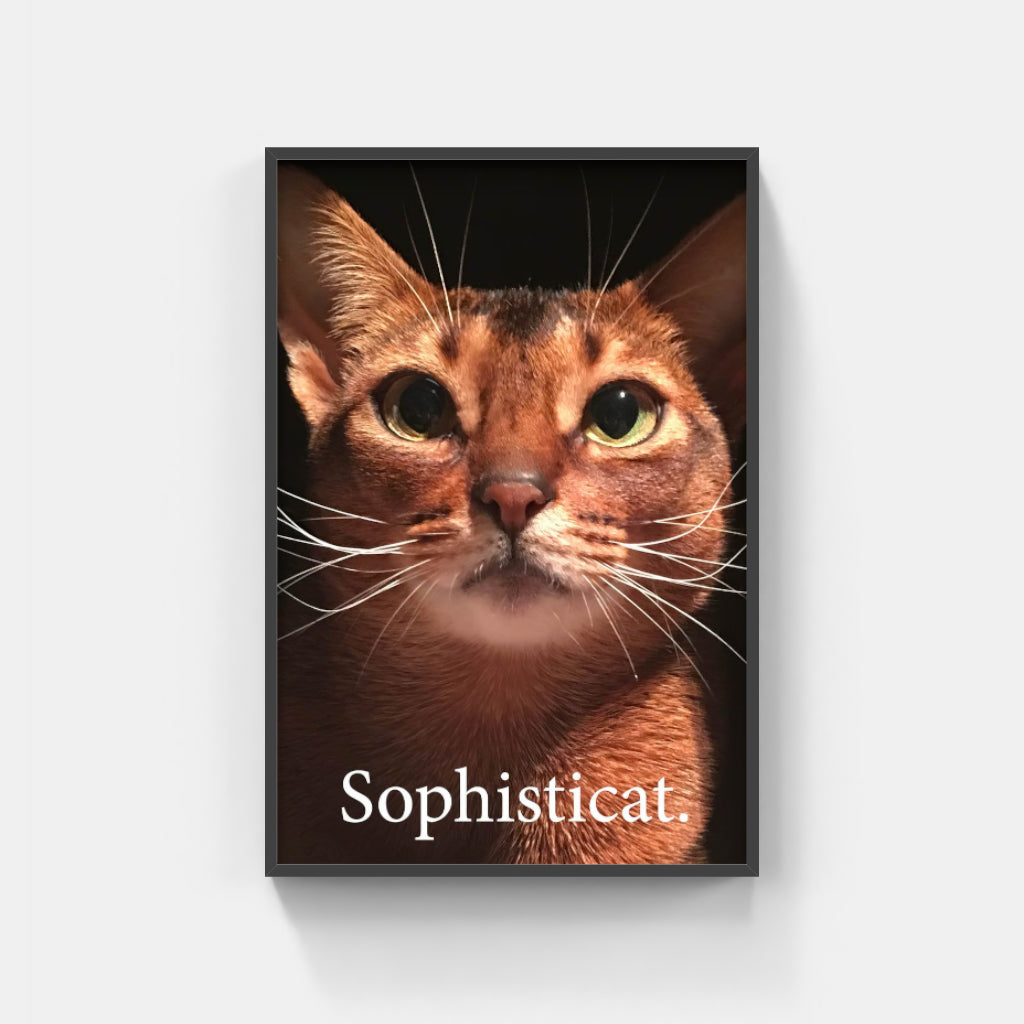 Sophisticat poster