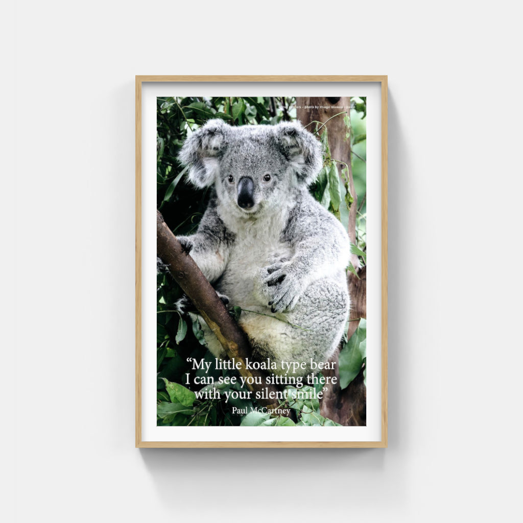 Koala poster