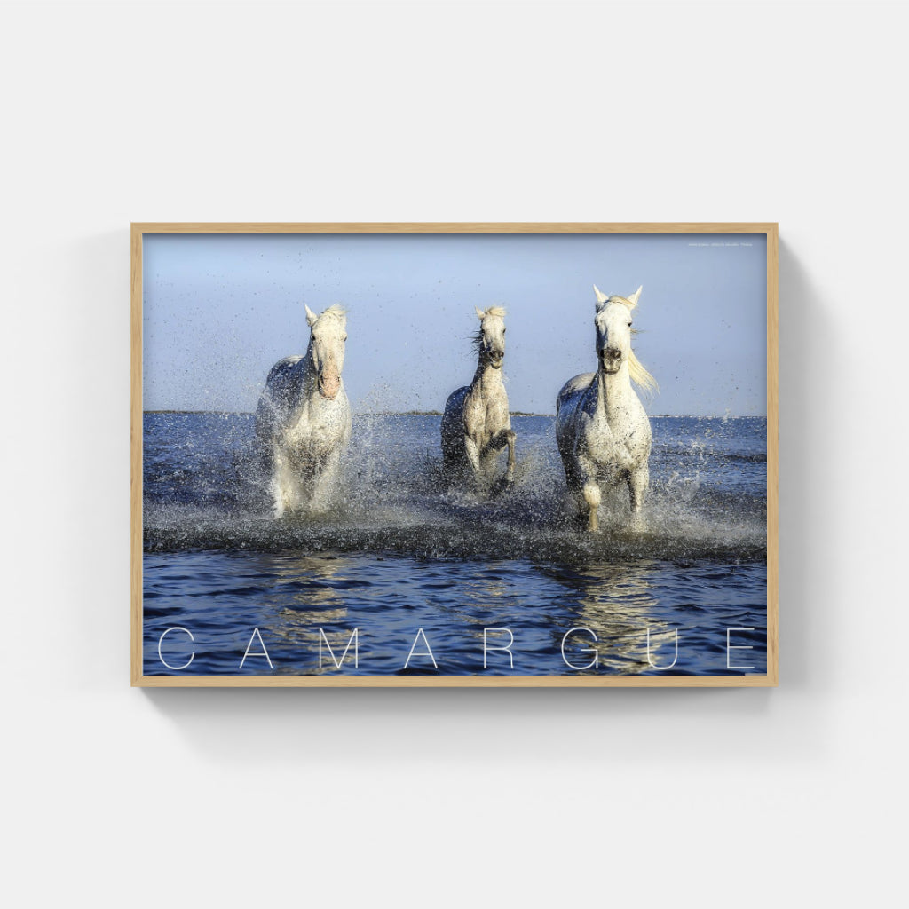 Camargue Horses poster