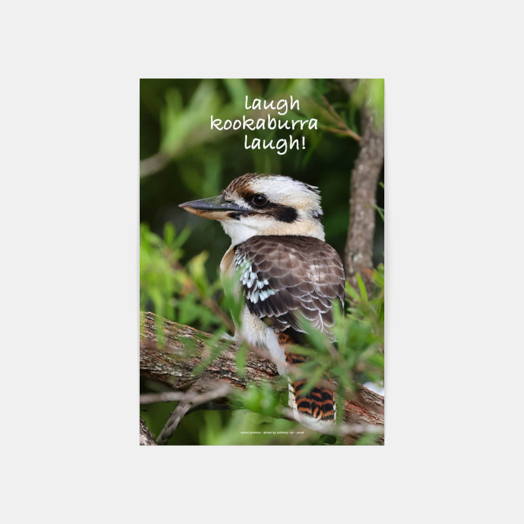 Laugh Kookaburra Laugh poster