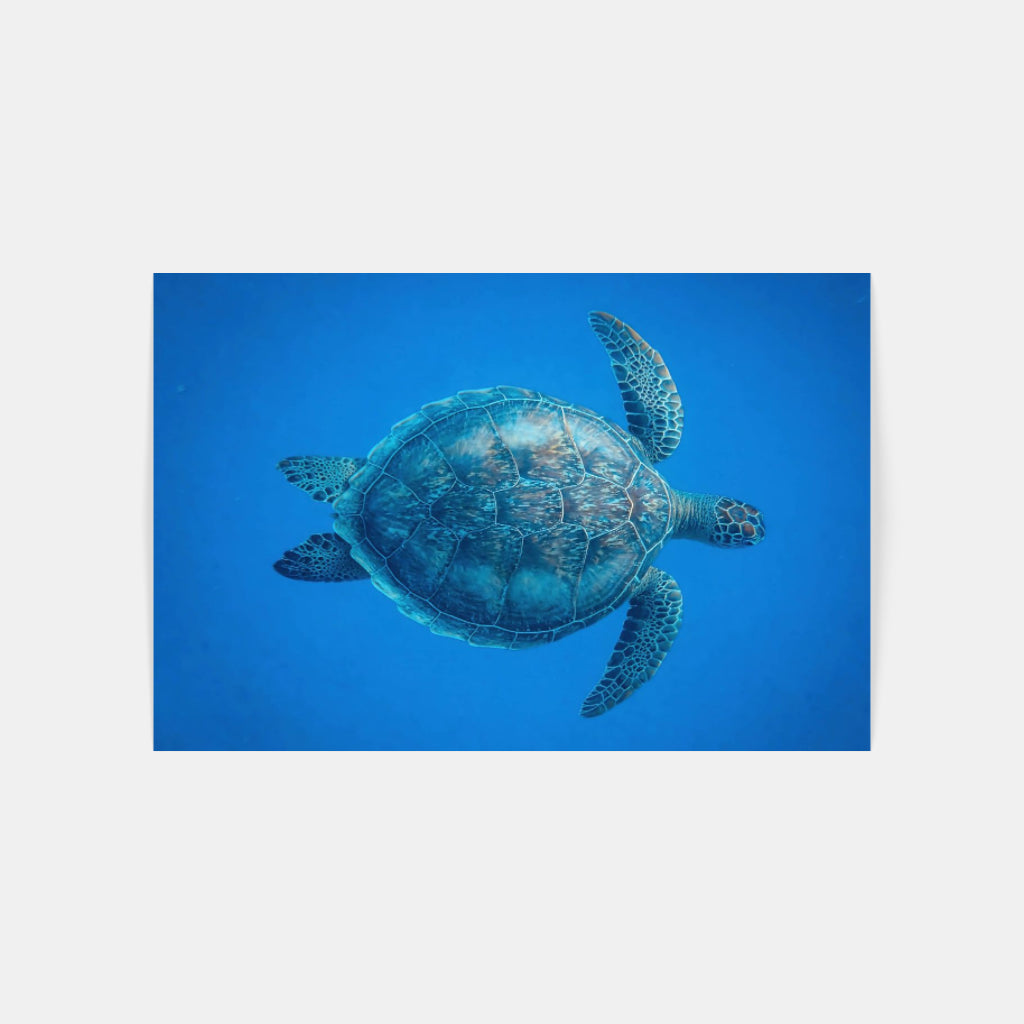 Turtle poster