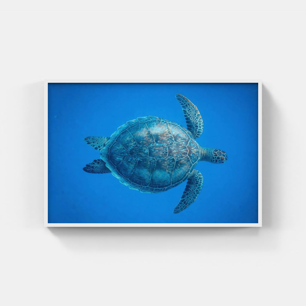 Turtle poster