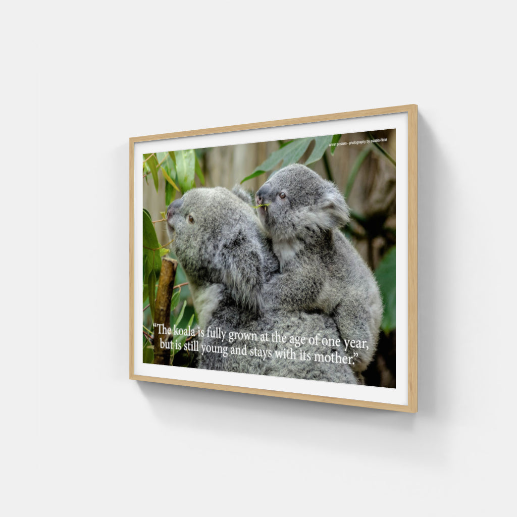 Koala poster