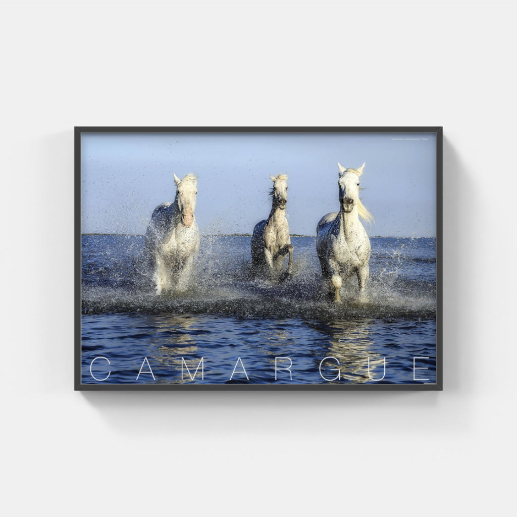 Camargue Horses poster