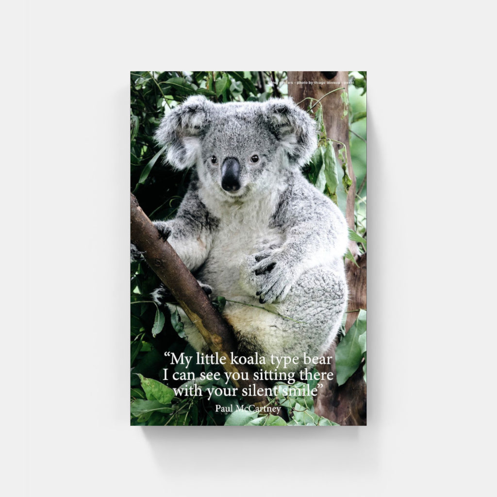 Koala poster