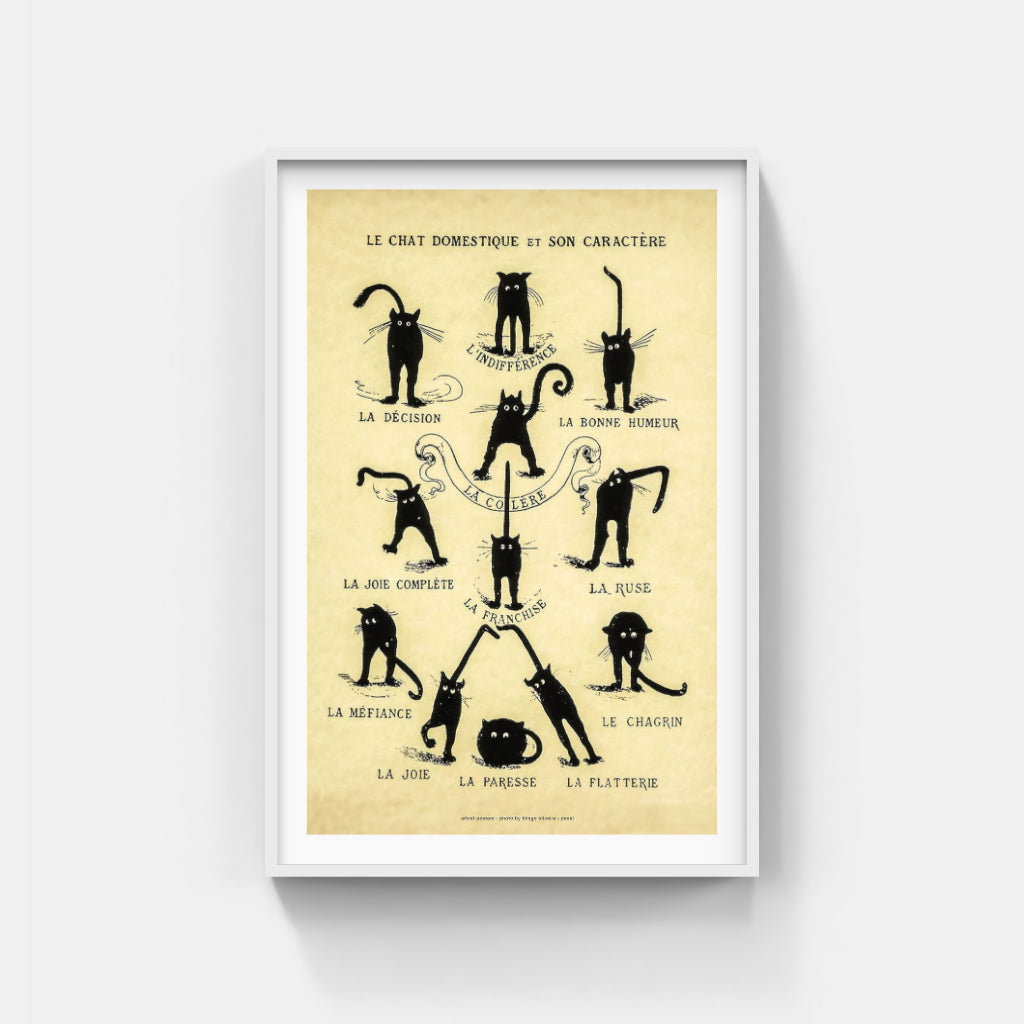 Chat Noir Domestique poster