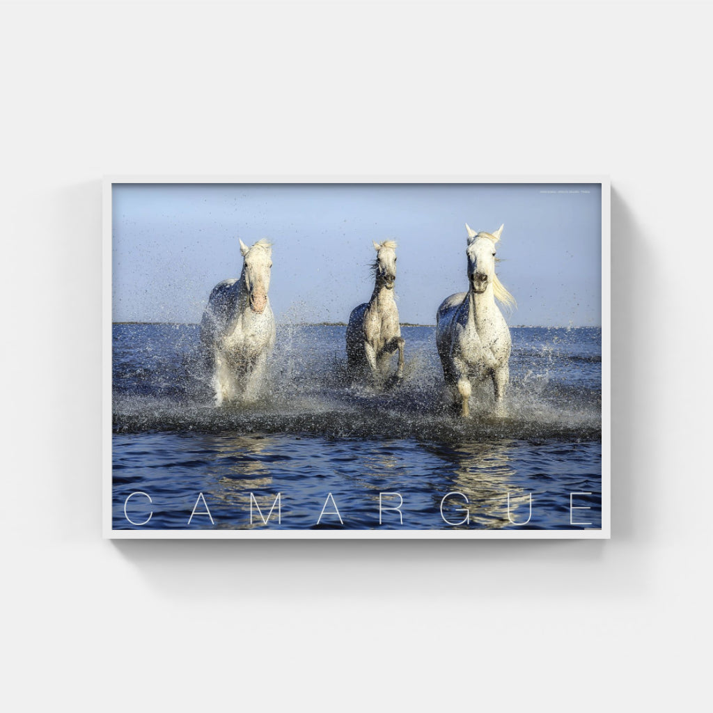 Camargue Horses poster