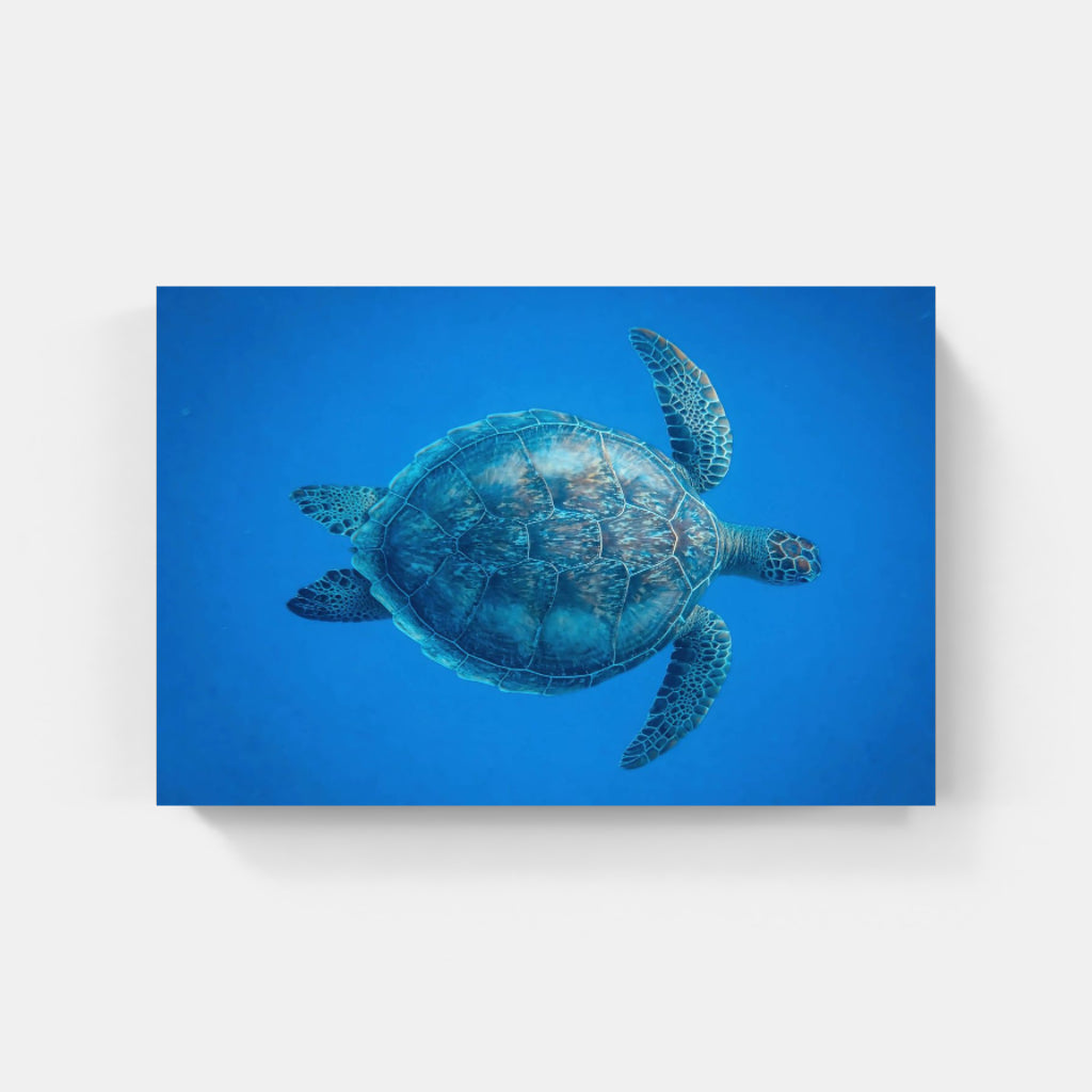 Turtle poster