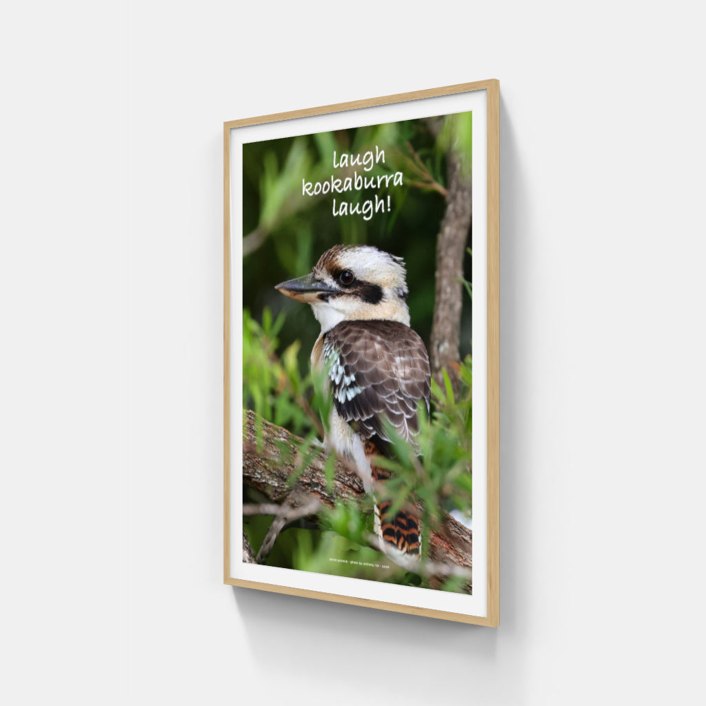 Laugh Kookaburra Laugh poster