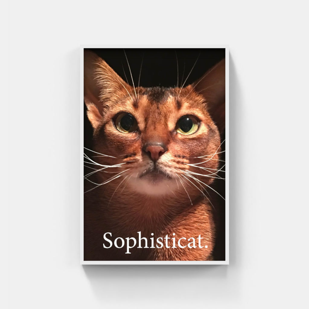 Sophisticat poster