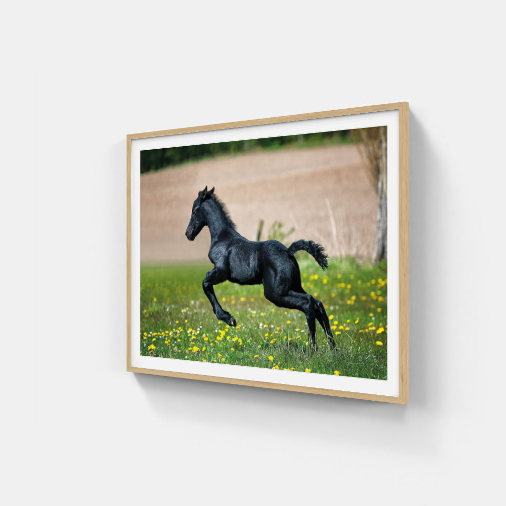 Black Foal poster