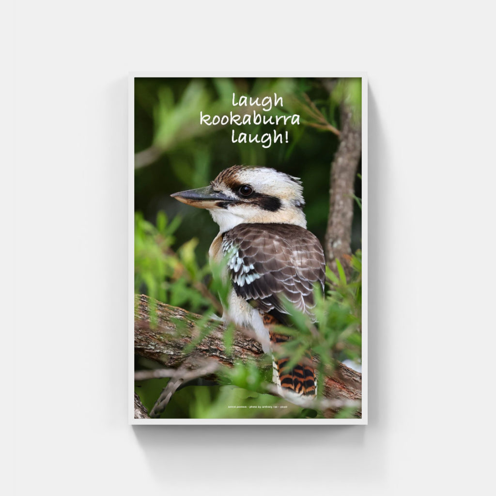 Laugh Kookaburra Laugh poster