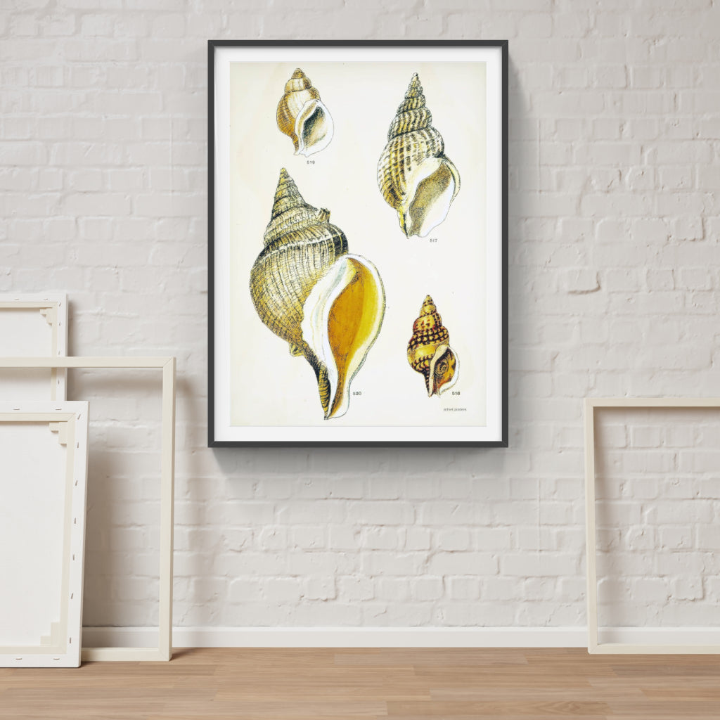 Vintage Sea Shells poster