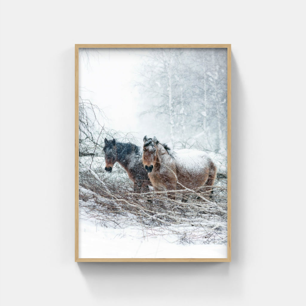 Snow Horses poster