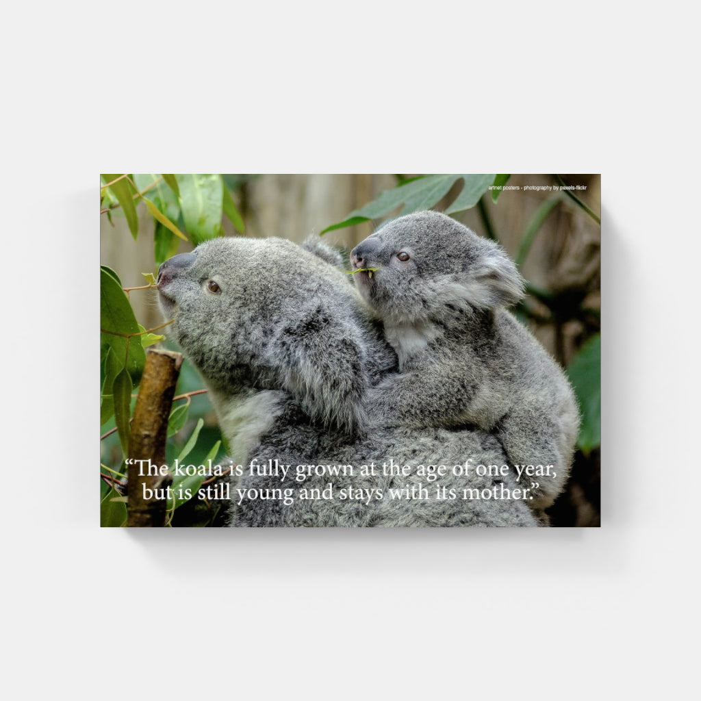 Koala poster