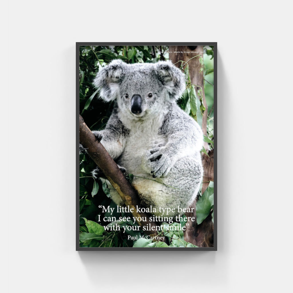 Koala poster