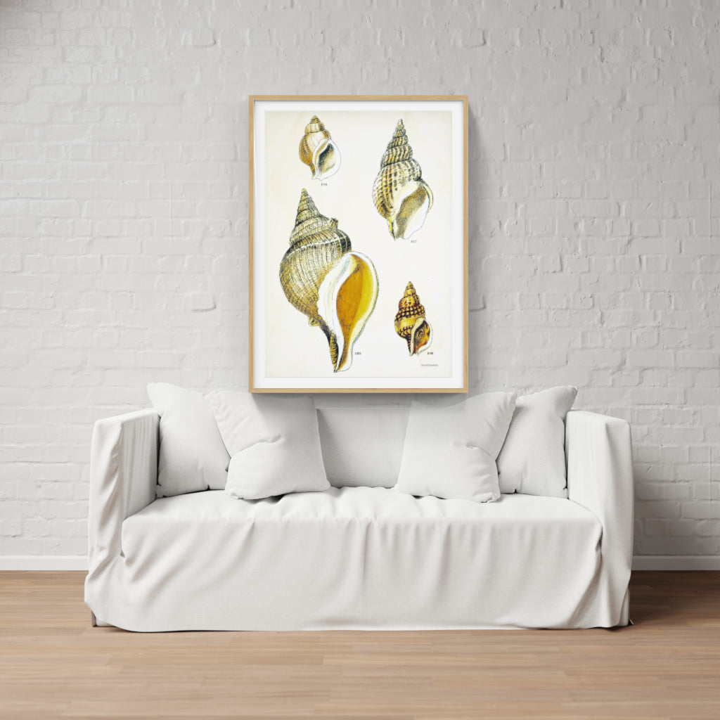 Vintage Sea Shells poster