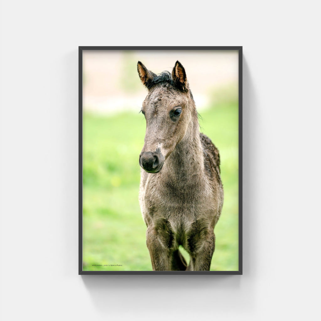 Foal poster