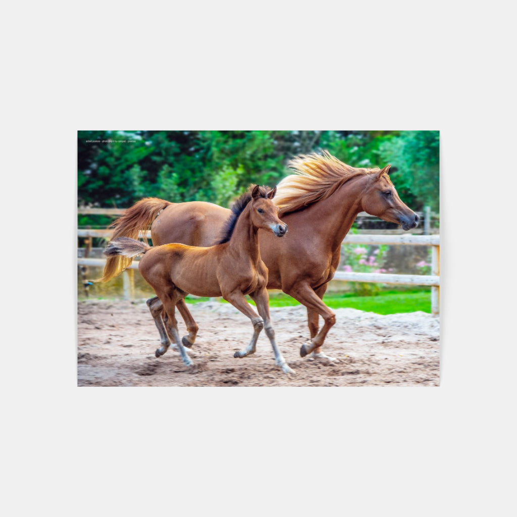 Mother and Foal poster